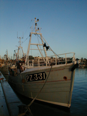 anthony 331